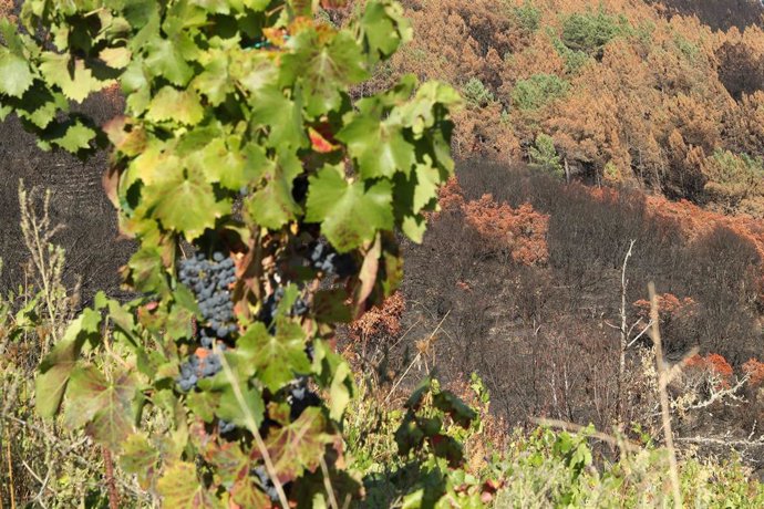 Archivo - Uvas en una viña.