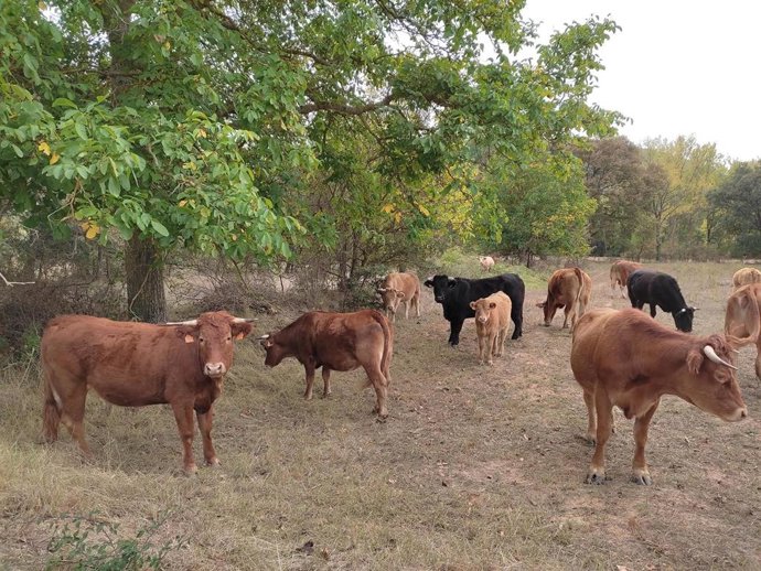 Archivo - Ganado vacuno