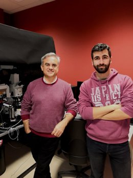 Los investigadores del Laboratorio de Neurociencia Celular y Plasticidad de la Universidad Pablo de Olavide, Antonio Rodríguez-Moreno y Rafael Falcón-Moya