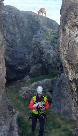 Los bomberos rescatan en un acantilado de Ajo a una cabra que no quería abandonar a su cría recién nacida