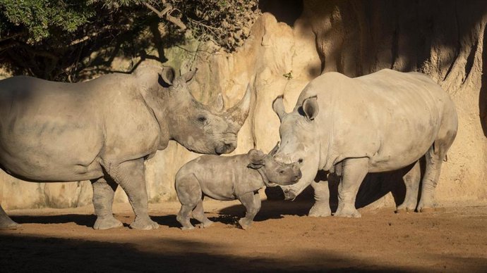 Kairu, inicia su aventura en el recinto multiespecie de la sabana