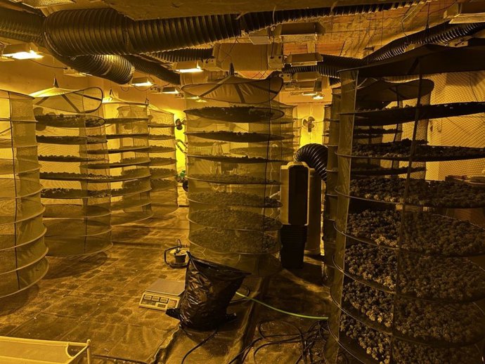 Plantación de marihuana desmantelada