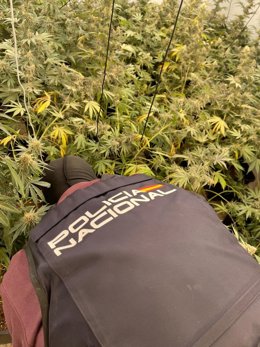 Un agente de la Policía Nacional durante una intervención en una plantación interior de marihuana en Almería.