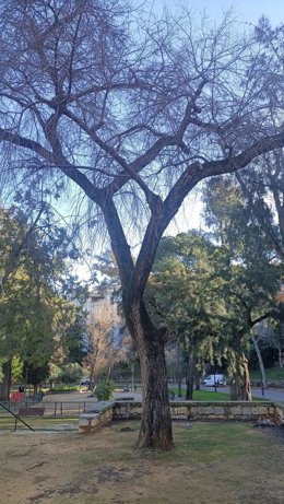 Arbolado en el Parque de la Concordia