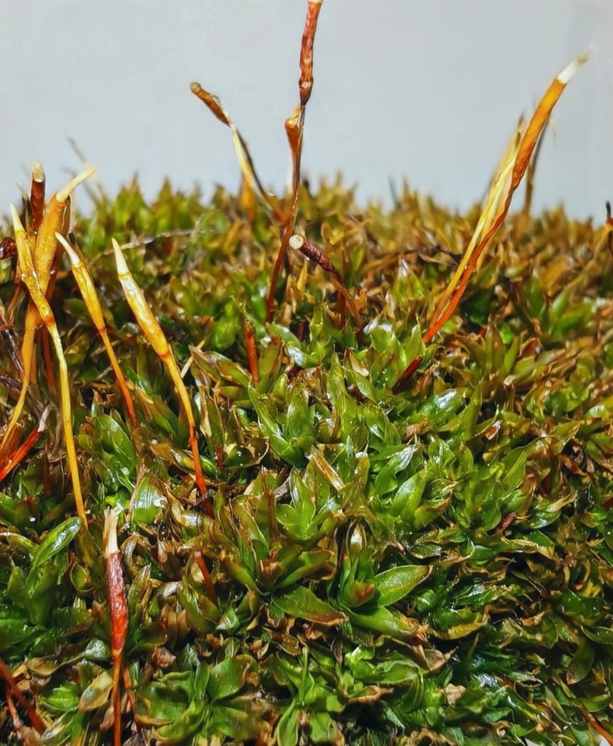 Un equipo de la UMU descubre una especie de musgo exclusiva de la Región de Murcia