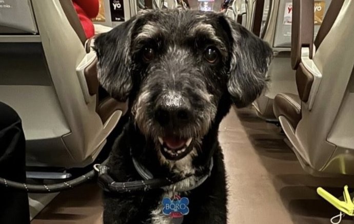 Imagen de Boro, el perro desaparecido tras el accidente ferroviario en Adamuz que viajaba en uno de los trenes.