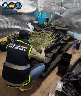 Desmantelada en Burgos una plantación 'indoor' de marihuana e incautados 210 gramos de 'coca' en dos operaciones.