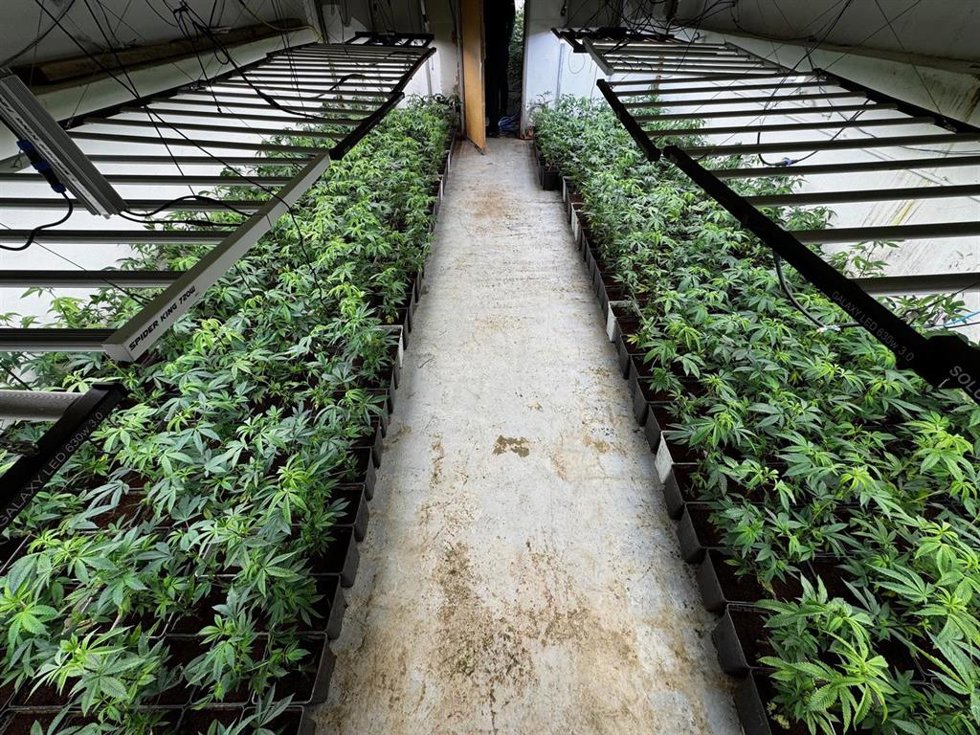 Plantas de marihuana localizadas en una nave agrícola en Lloret de Vistalegre