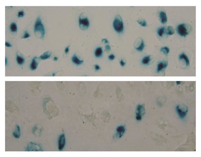 Imagen representativa de células con StnIG.