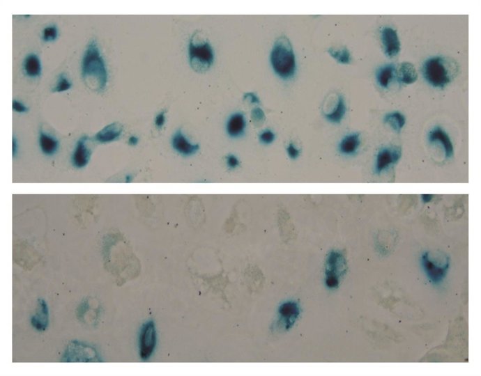 Imagen representativa de células con StnIG.