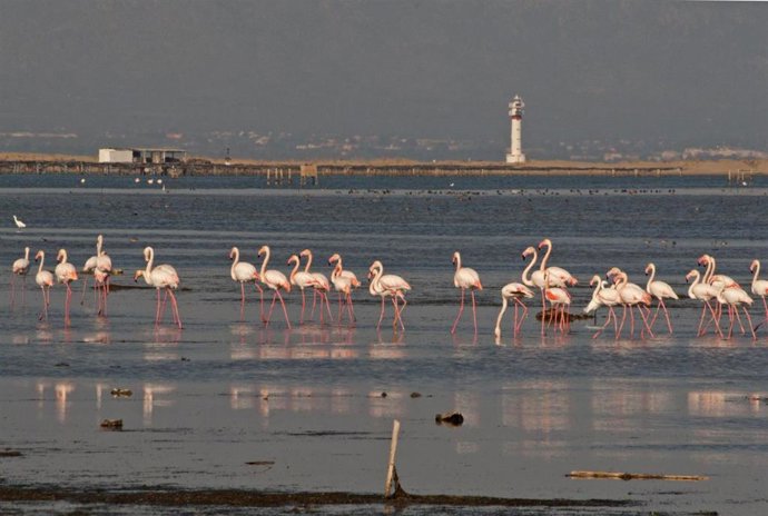 Flamencos en el Delta.
