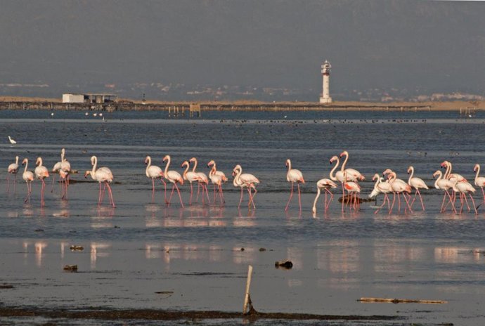 Flamencos en el Delta.