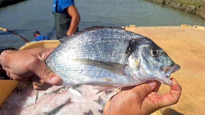 Imagen de archivo de pescado de esteros.