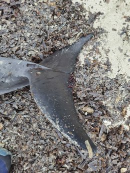 La cola de uno de los delfines hallados sin vida.