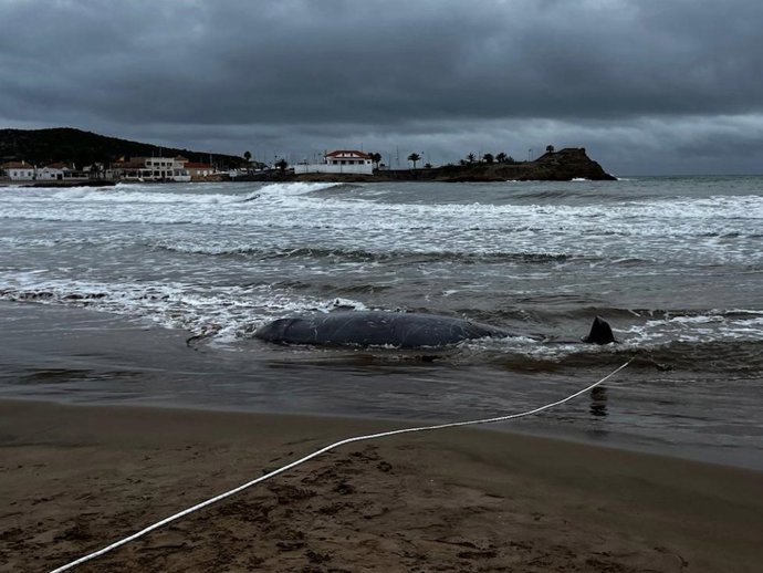 Dos ejemplares de zifio de Cuvier (Ziphius cavirostris) han varado y posteriormente fallecido este viernes en la playas de La Reya, de Puerto de Mazarrón, y La Colonia, de Águilas