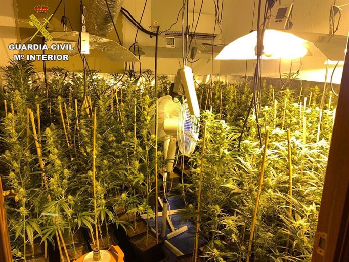 Archivo - Imagen de la plantación de marihuana intervenida por la Guardia Civil en el municipio madrileño de Manzanares El Real.