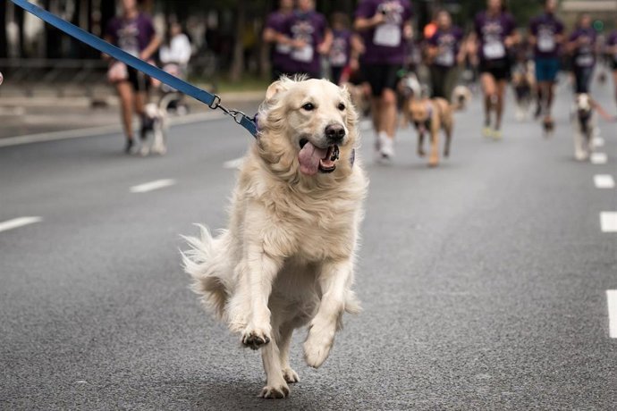 Archivo - Corredores con sus mascotas participan en el Perrotón Madrid 2025, a 19 de octubre de 2025, en Madrid (España). 
