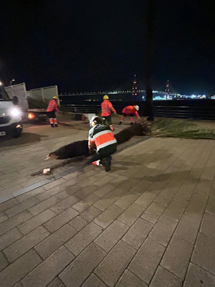 El viento y la lluvia causa diversas incidencias en varios puntos Cádiz con árboles caídos.