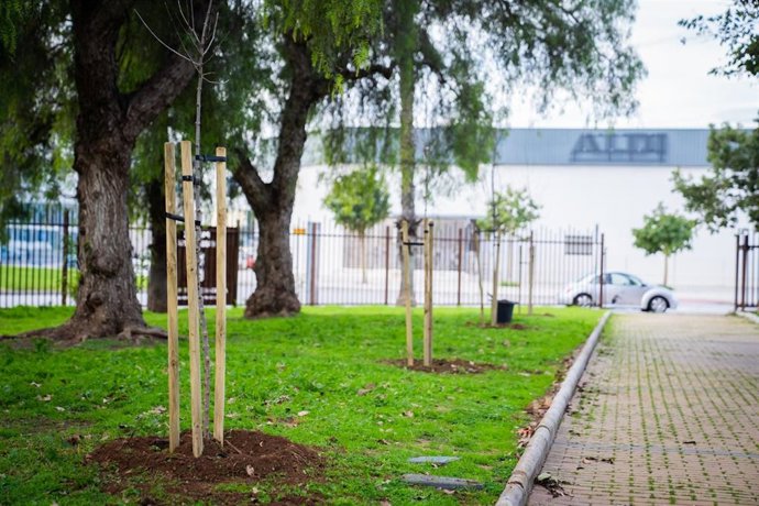 El Ayuntamiento de Málaga acomete la plantación de 33 nuevos árboles en el Parque de María Luisa de Carretera de Cádiz en sustitución de los 23 arces y chopos que fueron eliminados por la presencia de un escarabajo que afecta a estas especies