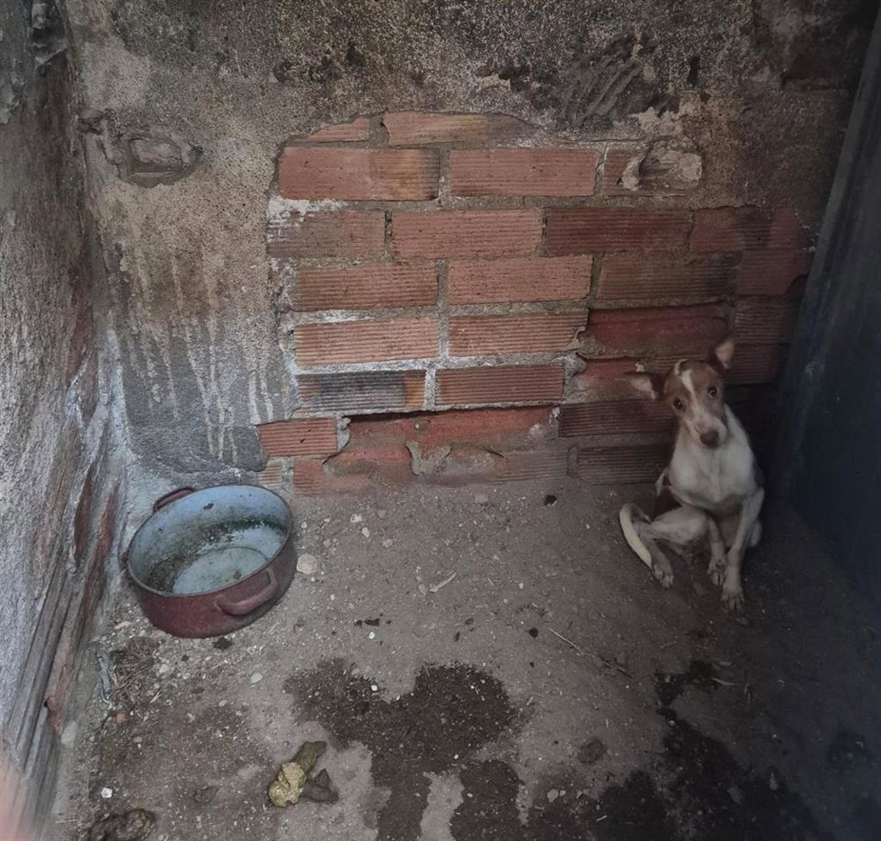 Uno de los perros rescatados.