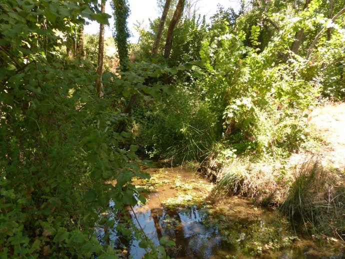 Archivo - Frondosas y juncos en la ribera de la Reserva Natural Fluvial del Arroyo Bejarano, en Córdoba
