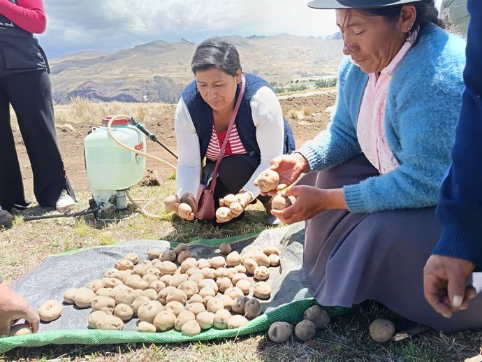 Mujeres de la comunidad andina de Huaraccopata, en la región de Apurímac (Perú), con la nueva producción agrícola de patatas, base de su alimentación y sustento económico, tras ser arrasados por heladas los cultivos.