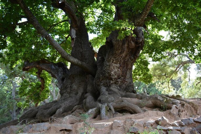 Diputación de Málaga financia más de 570.000 euros a un sendero al Castaño Santo de Istán con un puente colgante de casi 100 metros.