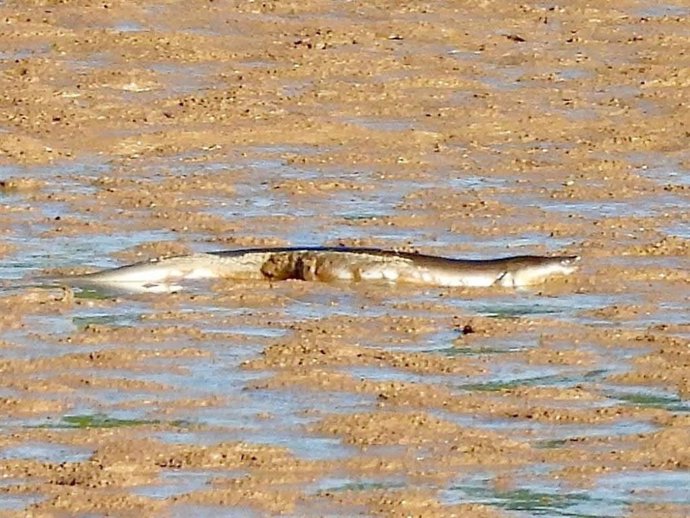 Embalse de El Perdiguero