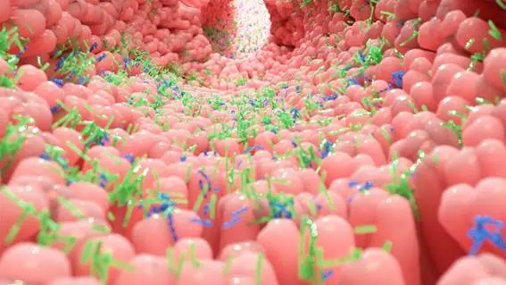 Microbiota en intestino humano