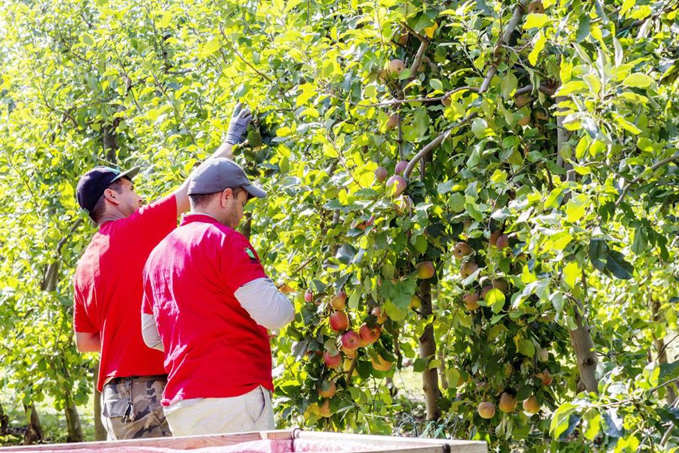 Archivo - Mercadona compra más de 21 millones de kilos de manzanas en Catalunya en 2025