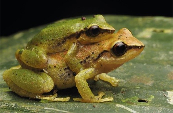 En la imagen, dos ejemplares de Pristimantis omeviridis durante su apareamiento, especie descrita en 2015 de la Amazonía ecuatoriana. El macho es el más pequeño.