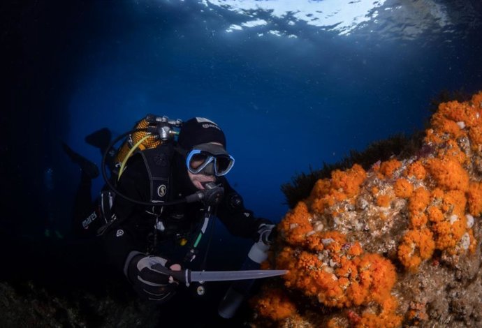 Un submarinista en pleno proceso de recolección de larvas de un coral.