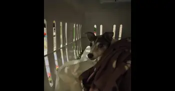 PACMA pide a Renfe que permita viajar con animales en autocares que sustituyen los trenes hacia Andalucía