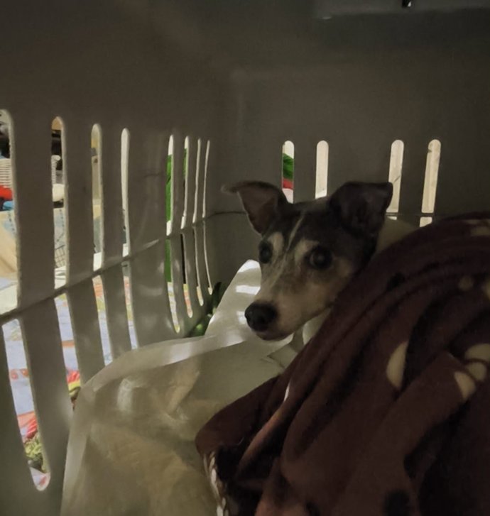 PACMA pide a Renfe que permita viajar con animales en los autocares que sustituyen los trenes hacia Andalucía.