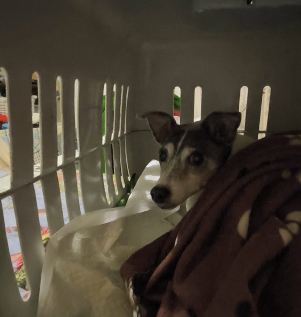 PACMA pide a Renfe que permita viajar con animales en los autocares que sustituyen los trenes hacia Andalucía.