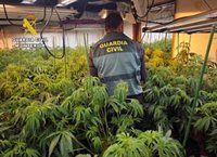 La Guardia Civil desarticula en Torre Pacheco (Murcia) un grupo delictivo dedicado a cultivar marihuana