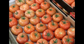 El Tribunal de Cuentas Europeo alerta del desplome del tomate canario pese a las ayudas agrícolas de la UE
