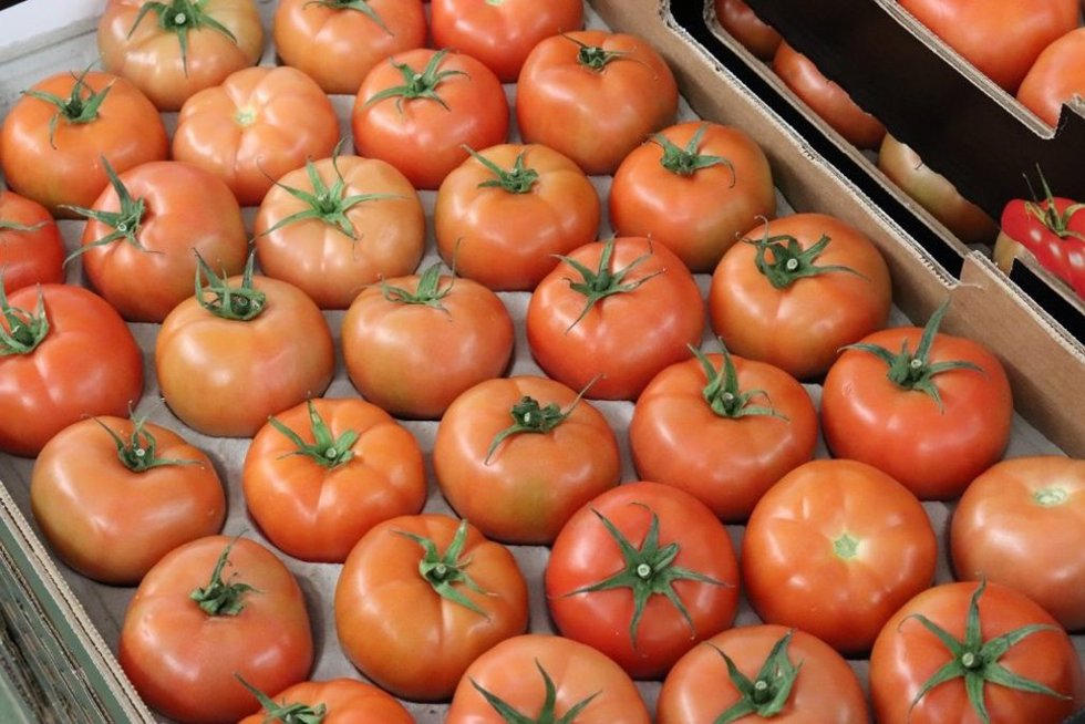 Archivo - Tomate cultivado en Canarias