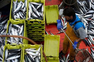 Archivo - Descargas de verdel en puertos vascos