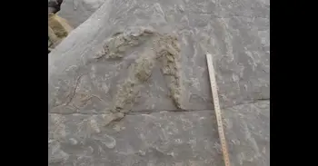 La IA arroja luz sobre unas misteriosas huellas de dinosaurios