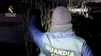 Detenidos tres miembros de una familia tras desmantelar una plantación de marihuana en Ibi