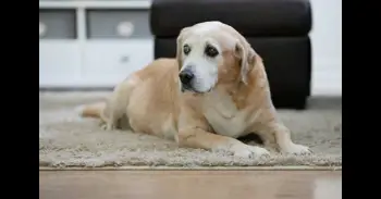 ¿A qué edad se vuelven viejos los perros y los gatos? Las claves para identificar mascotas senior