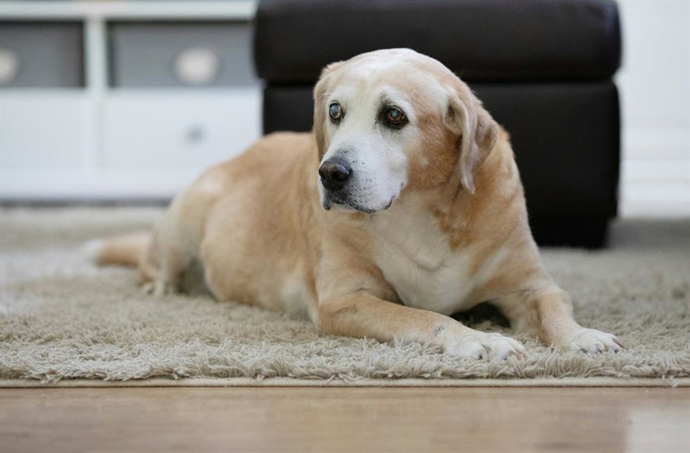 ¿A Qué Edad Se Vuelven Viejos Los Perros Y Los Gatos? Las Claves Para Identificar Mascotas Senior