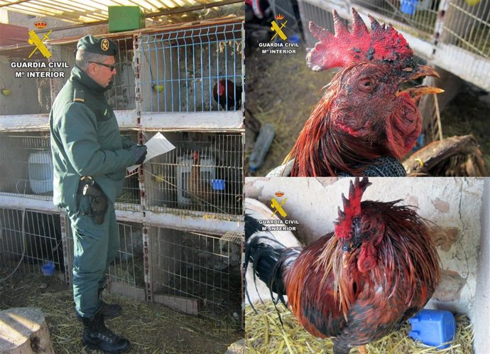 Imágenes de la operación 'Spur', que se ha saldado con la instrucción de diligencias contra un vecino de Caravaca de la Cruz (Murcia) por maltrato animal, tras hallar en su finca varios gallos de pelea en malas condiciones