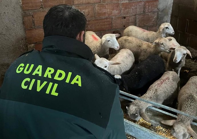 Imagen de los corderos recuperados