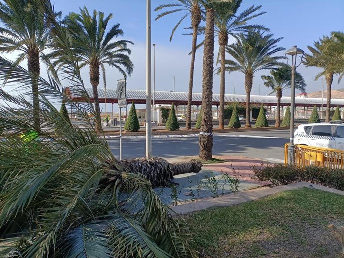 Una palmera volcada por el viento en la Vía Parque de Almería este martes.