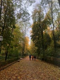 La Alhambra limita el acceso a sus bosques por el viento y revisa sus muros tras un pequeño desprendimiento