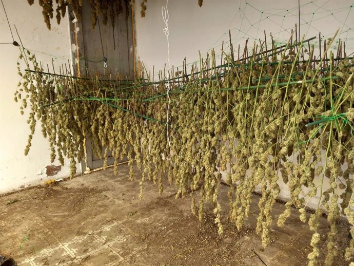 El cultivo de marihuana desmantelado en Balsareny (Barcelona)