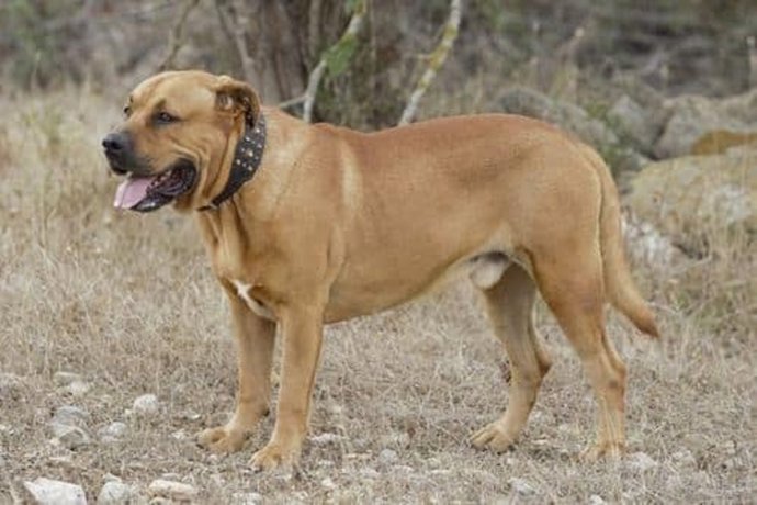 La Real Sociedad Canina alerta de que casi el 74% de las razas españolas están en serio peligro de desaparición