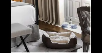 Seis hoteles de lujo perfectos para viajar con tu mascota este 2026